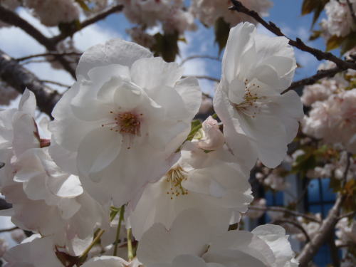 永源寺桜 落葉の里